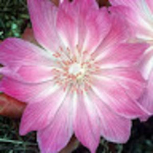 Meet your Posher, Chipperbird1